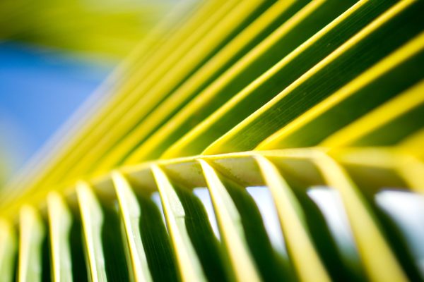 Tropical Pattern